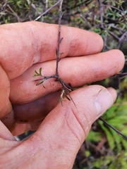 Pittosporum divaricatum