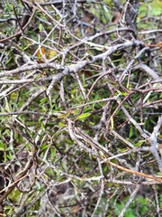 Pittosporum divaricatum