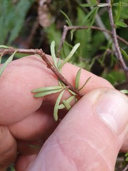 Pittosporum divaricatum