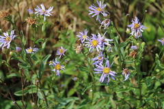 Aster amellus bessarabicus