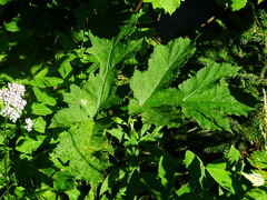 Heracleum sphondylium sphondylium