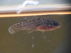 Everglades Pygmy Sunfish photo 5