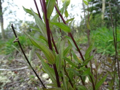 Castilleja pallida yukonis