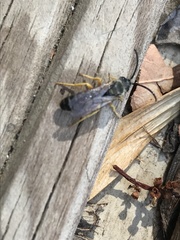 Halictus