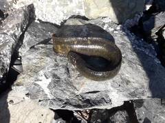 Rock Prickleback photo 4