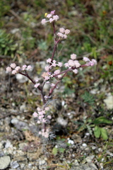Seseli dichotomum