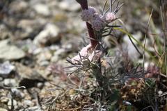 Seseli dichotomum