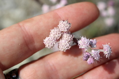 Seseli dichotomum