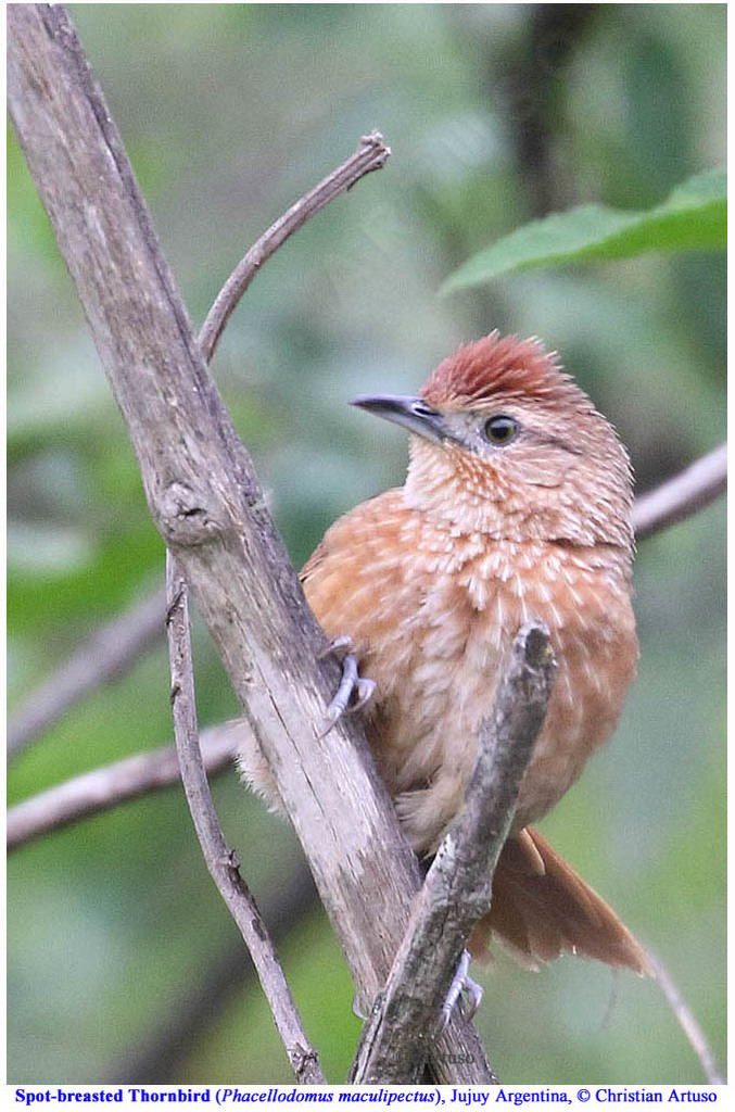 Spot-breasted Thornbird