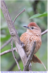 Phacellodomus maculipectus