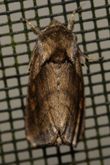 Bellura densa
