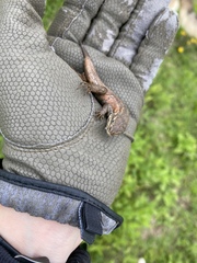 Sceloporus subniger