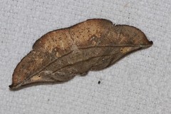Xenomusa metallica