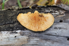 Lentinus pilososquamulosus