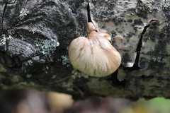 Pleurotus calyptratus