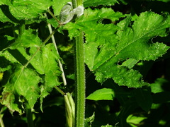Heracleum sphondylium sphondylium