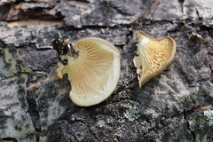 Pleurotus calyptratus