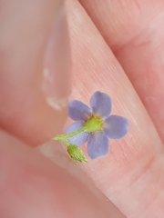 Myosotis secunda