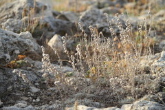 Artemisia alpina