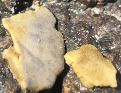 Echinarachnius parma