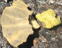 Echinarachnius parma