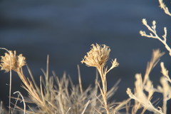Dianthus pseudarmeria