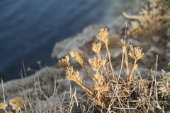 Dianthus pseudarmeria