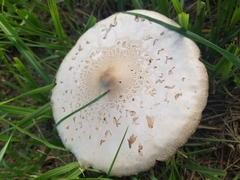 Chlorophyllum molybdites image