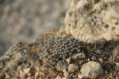 Odontarrhena obtusifolia