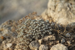 Odontarrhena obtusifolia