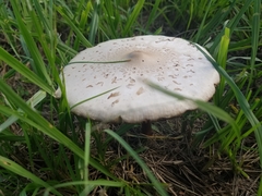 Chlorophyllum molybdites image