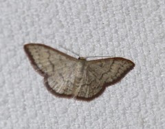 Idaea coercita