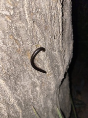 Pachyiulus oenologus