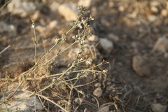 Asperula tenella