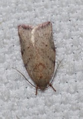 Euchaetis inceptella