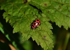 Coleomegilla maculata lengi