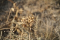 Allium flavum tauricum