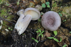 Lactarius flexuosus