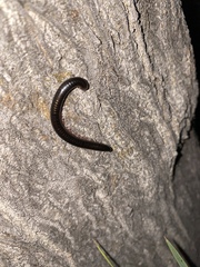 Pachyiulus oenologus