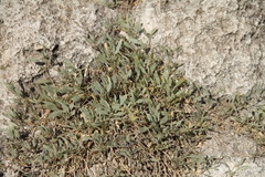 Atriplex verrucifera