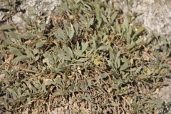 Atriplex verrucifera