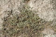 Atriplex verrucifera