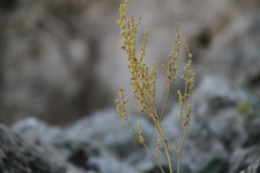 Atriplex verrucifera