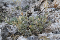 Atriplex verrucifera