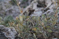 Atriplex verrucifera