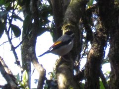 Pteruthius aeralatus