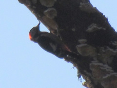 Dryobates cathpharius