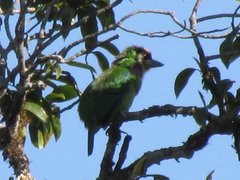 Psilopogon franklinii