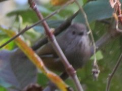 Fulvetta manipurensis