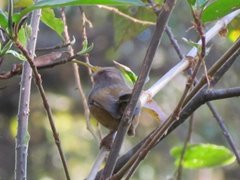 Fulvetta manipurensis